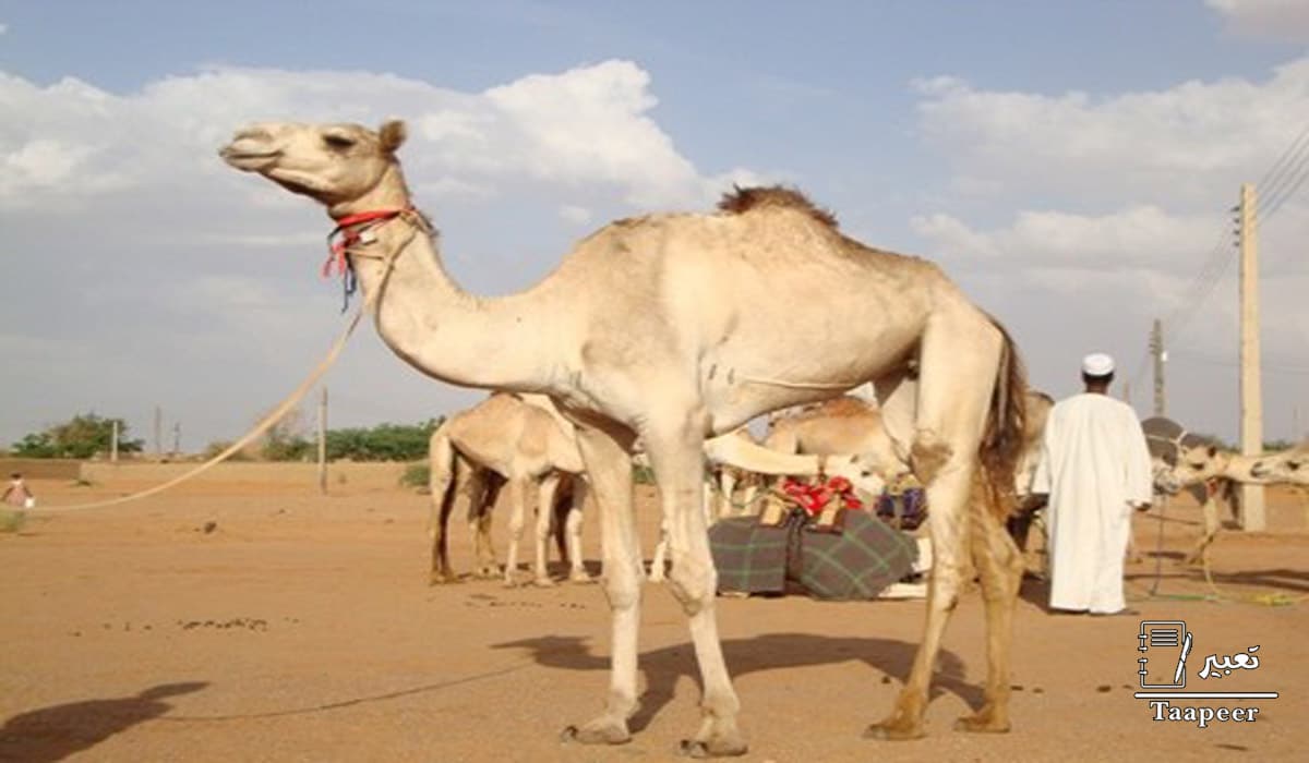 مدينة كلبس: تعرف على بوابة السودان الغربية … كلبس دار قمر